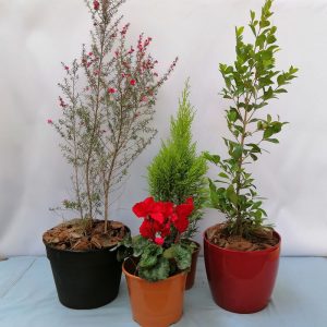 Plantas Exterior