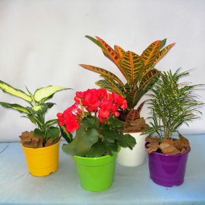 Plantas Interior