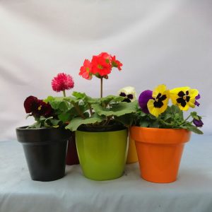 Plantines
