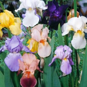 Bulbos de Iris Germanico por unidad