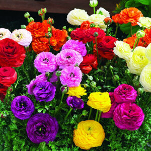 Bulbos de Marimonias