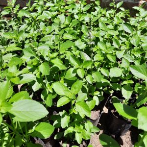 Albahaca