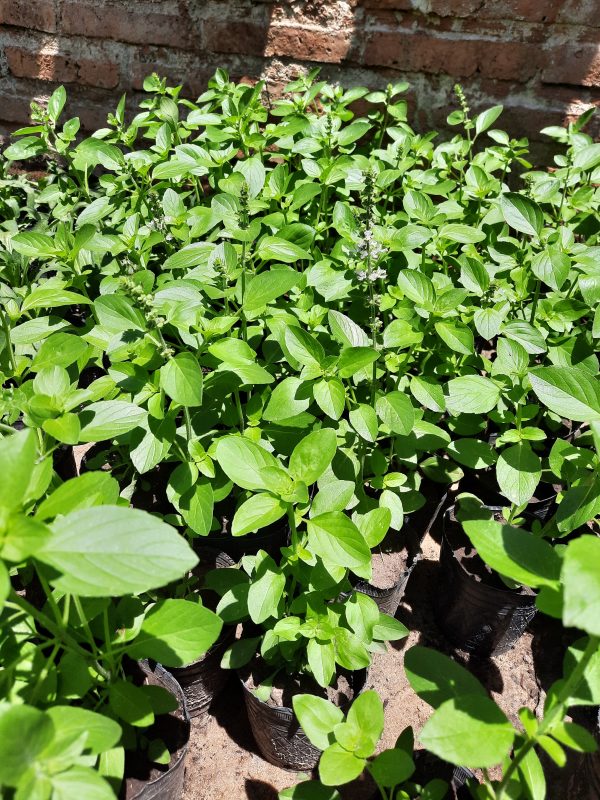 Albahaca
