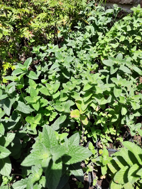Yerba Buena