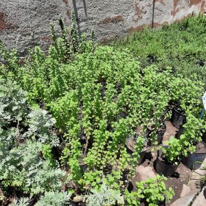 Plantines Aromáticas