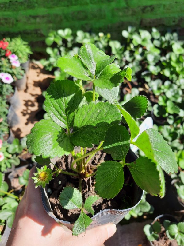 Frutilla - Imagen 2