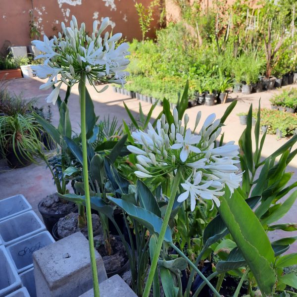 Agapanthus Blanco