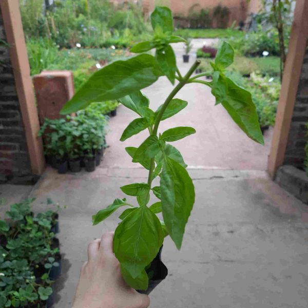 Albahaca - Imagen 2