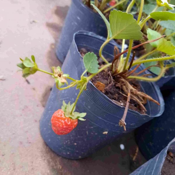 Frutilla - Imagen 5