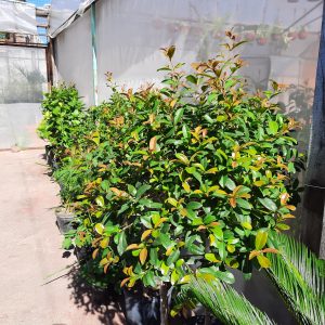Eugenia Tropiaria