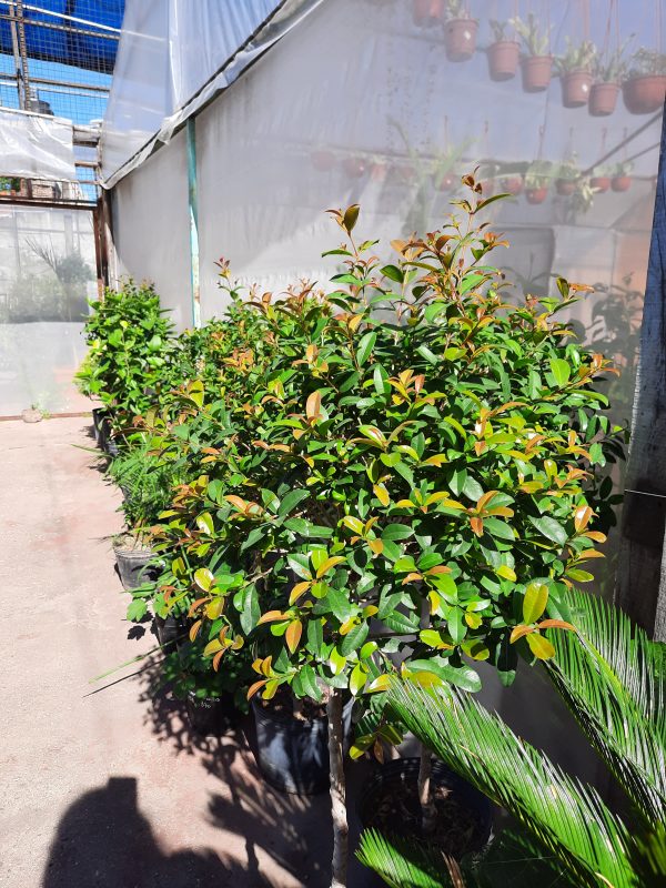 Eugenia Tropiaria