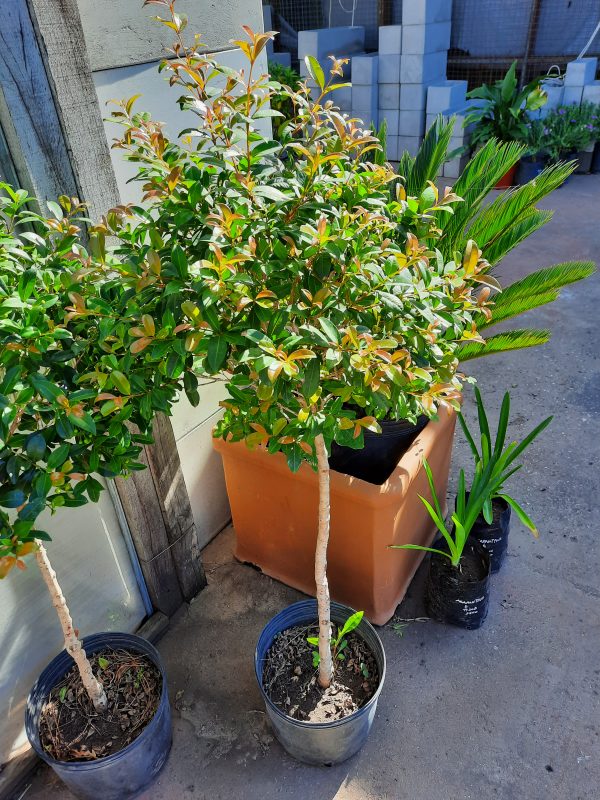 Eugenia Tropiaria - Imagen 2