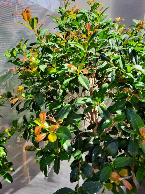 Eugenia Tropiaria - Imagen 3