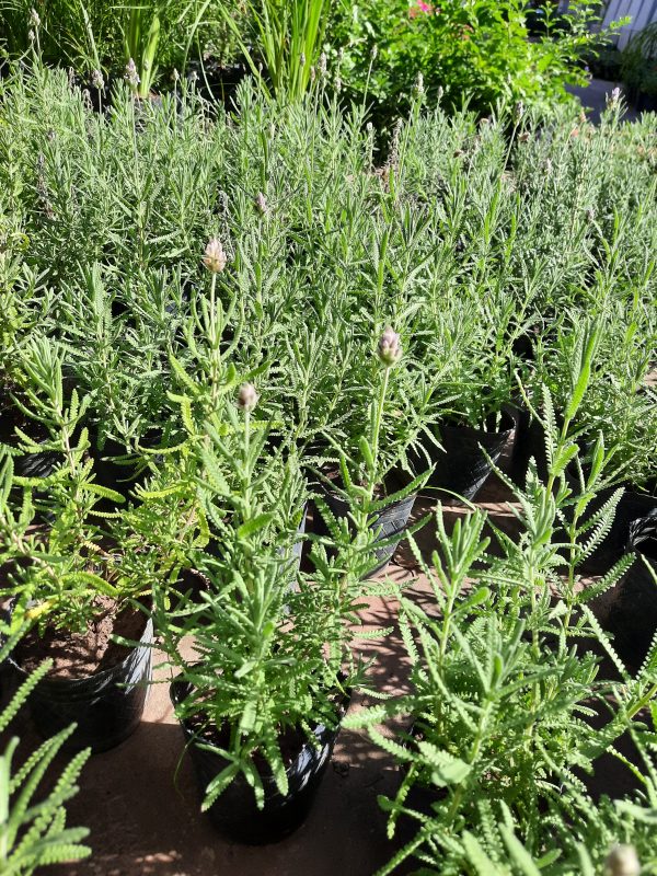 Lavanda - Imagen 2