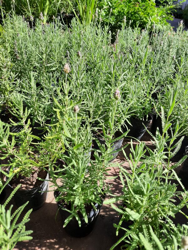 Lavanda - Imagen 3