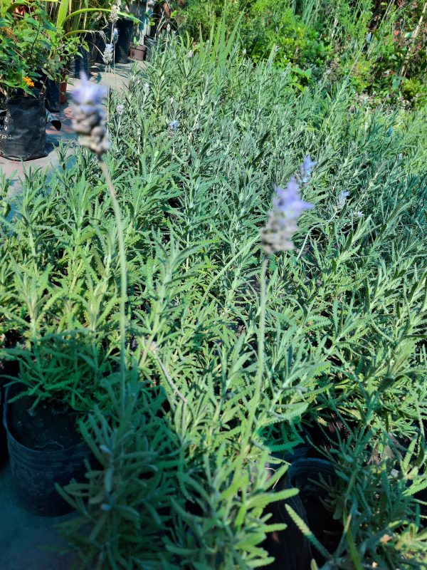 Lavanda - Imagen 4