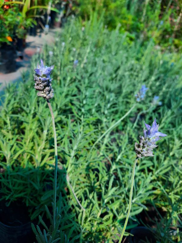 Lavanda