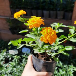 Lantana