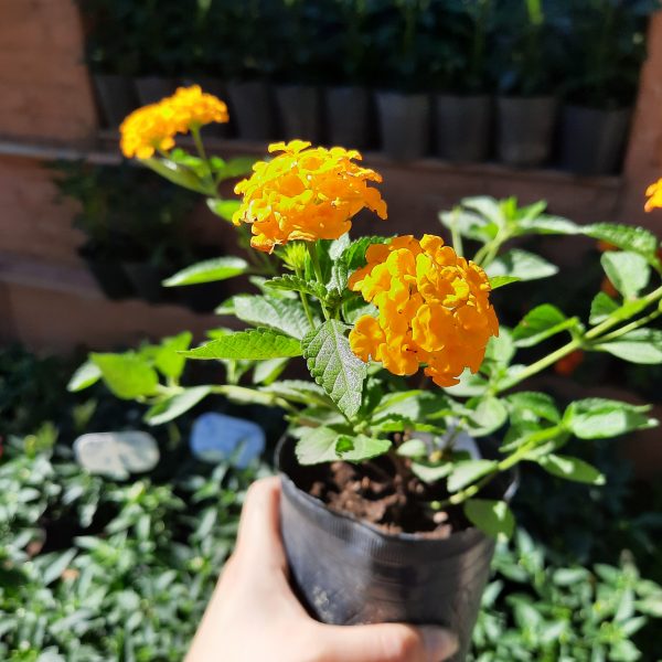 Lantana