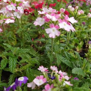 Verbena