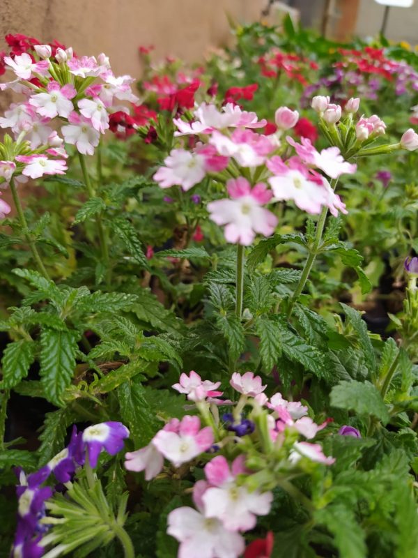 Verbena