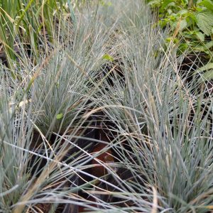 Festuca