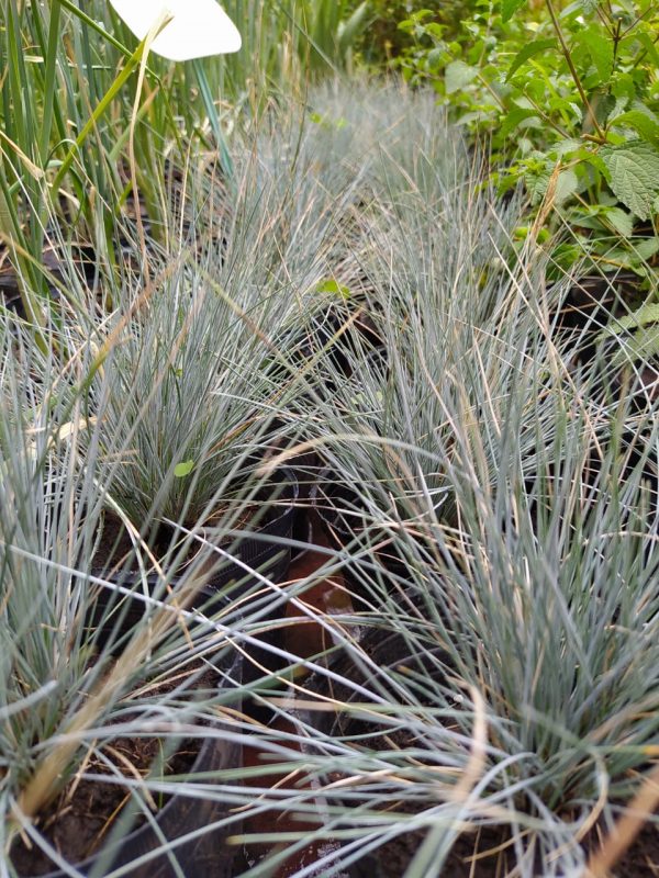 Festuca
