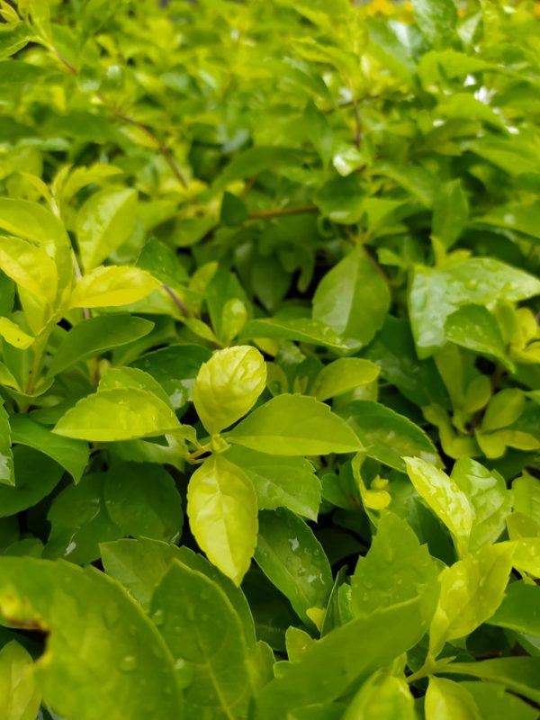 Jazmín Duranta Lemon o Aureo