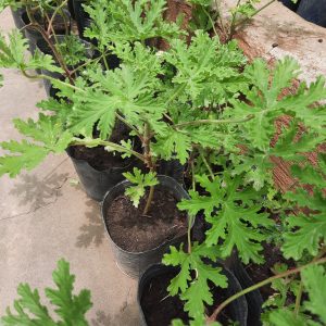 Citronela