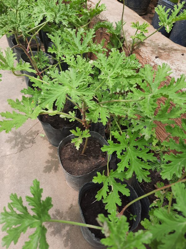Citronela