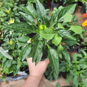 Ají picante