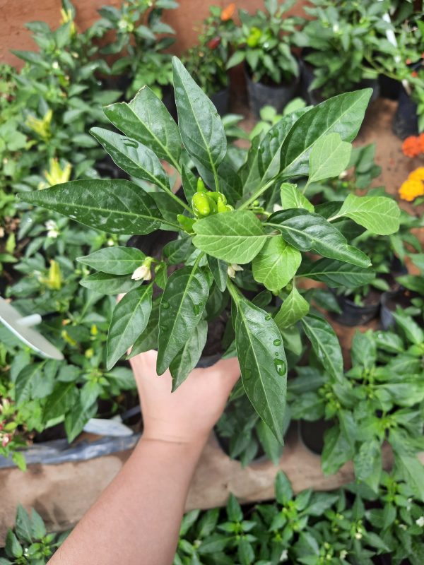 Ají picante