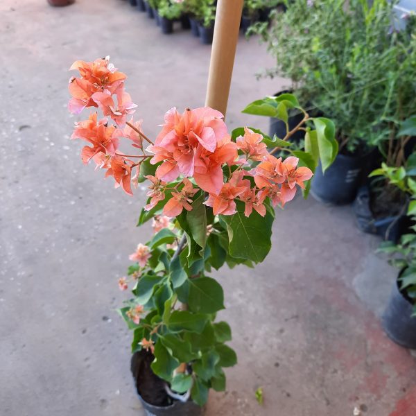 Santa Rita