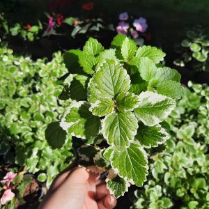 Malva