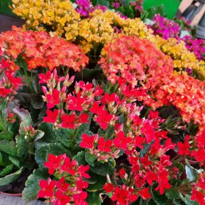 Kalanchoe Enano