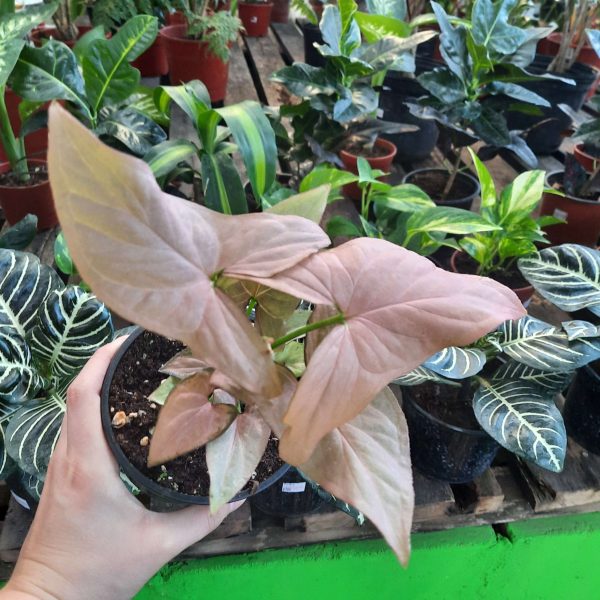 Syngonium Rosado