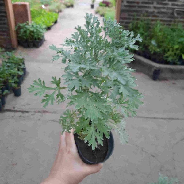 Ajenjo - Imagen 2