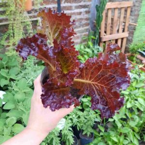 Lechuga Morada