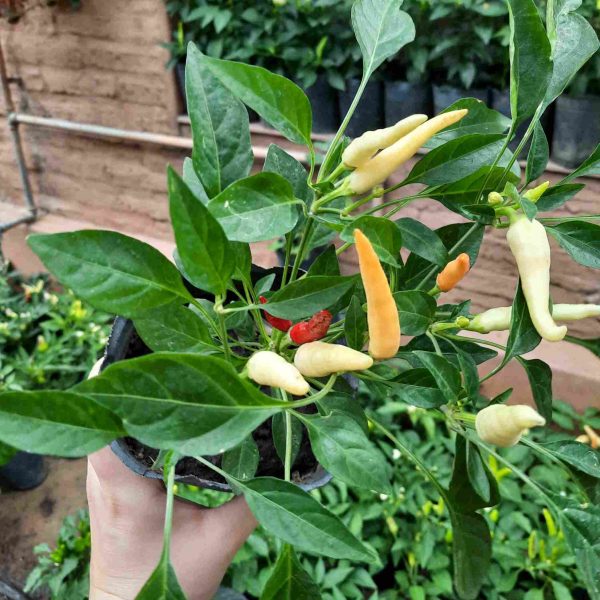 Ají picante - Imagen 2