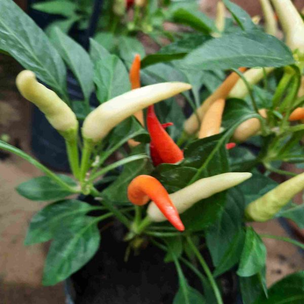 Ají picante - Imagen 3