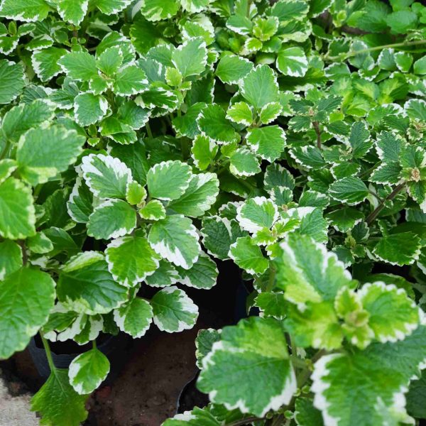 Malva - Imagen 2