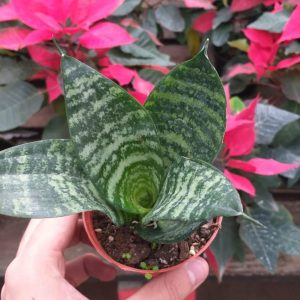 Sansevieria Enana