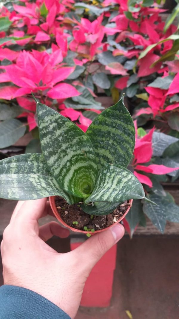 Sansevieria Enana