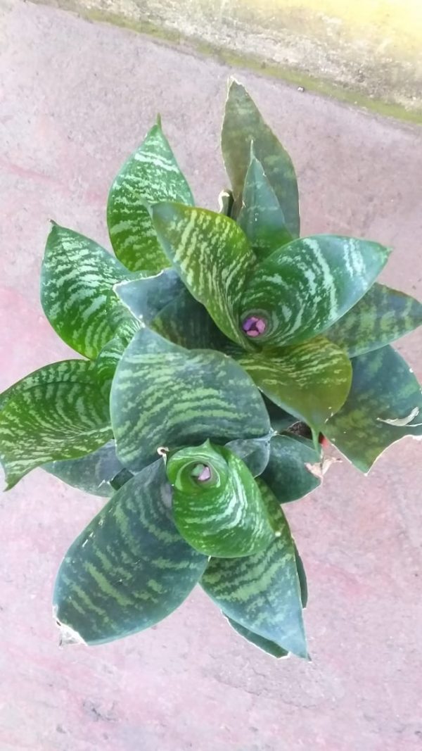 Sansevieria Enana - Imagen 2