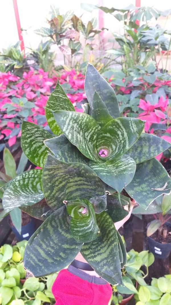 Sansevieria Enana - Imagen 3