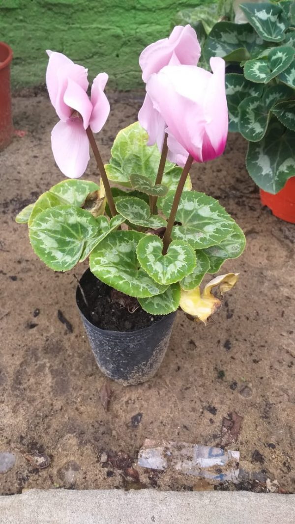 Violeta de los Alpes - Imagen 4