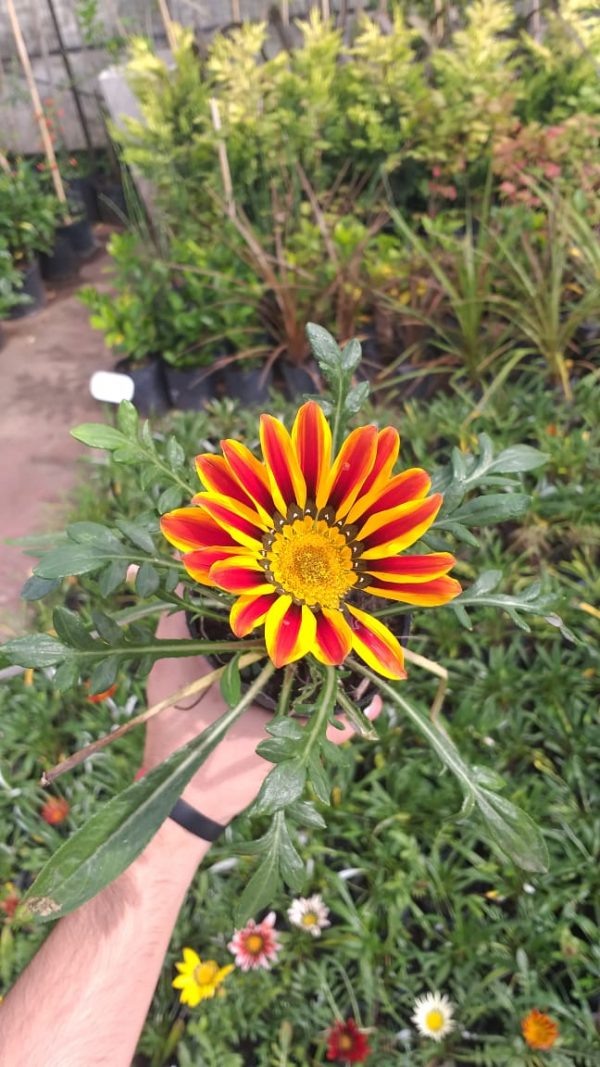 Gazania