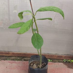 Palta