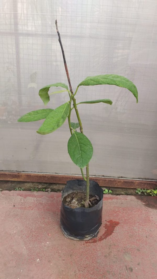 Palta