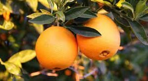 Naranja de Ombligo
